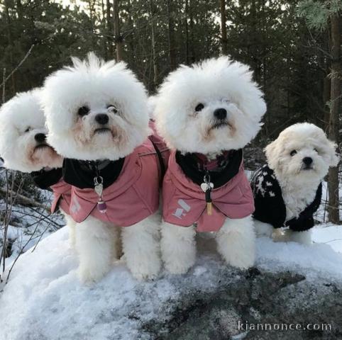 Chiot Bichon a donner 