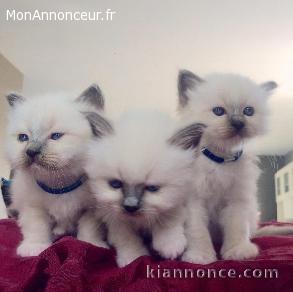 4 chatons sacre de birmanie