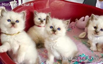 4 chatons sacre de birmanie