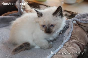 4 chatons sacre de birmanie