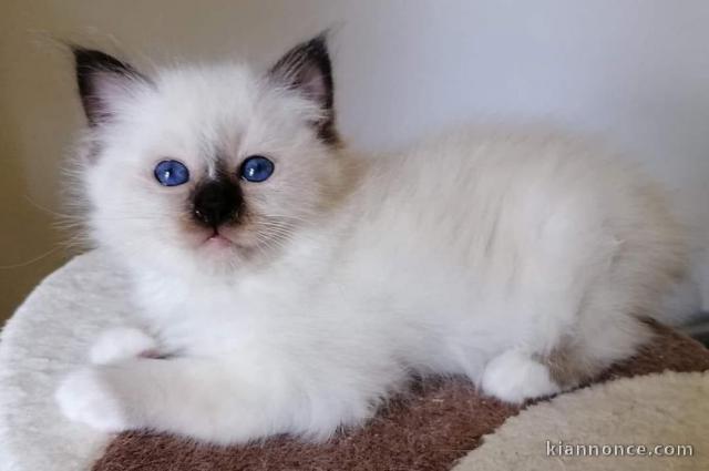 4 chatons sacre de birmanie