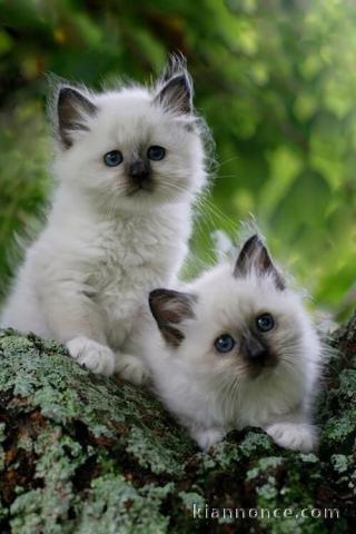 4 chatons sacre de birmanie