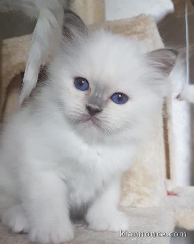 4 chatons sacre de birmanie