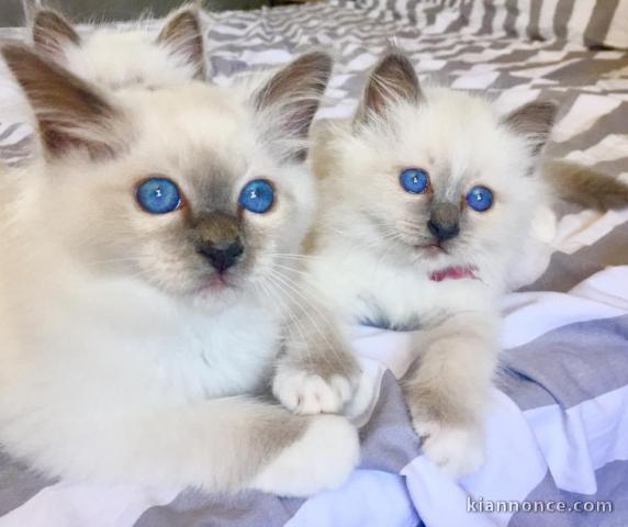 4 chatons sacre de birmanie