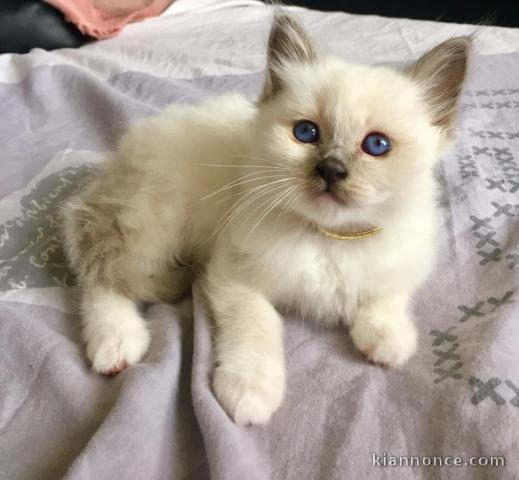 4 chatons sacre de birmanie