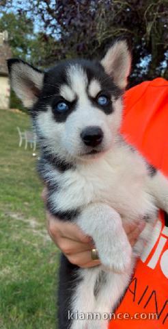 magnifiques chiots type husky de Sibérie contre bon soin