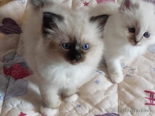 chatons sacre de birmanie loof a donner  