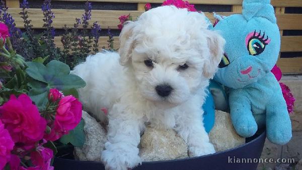 chiots type bichon maltais