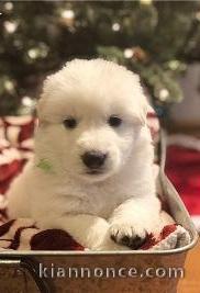 Chiots berger blanc suisse