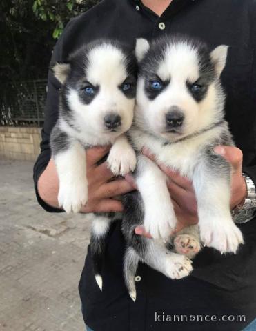 A donner chiots husky sibériens LO