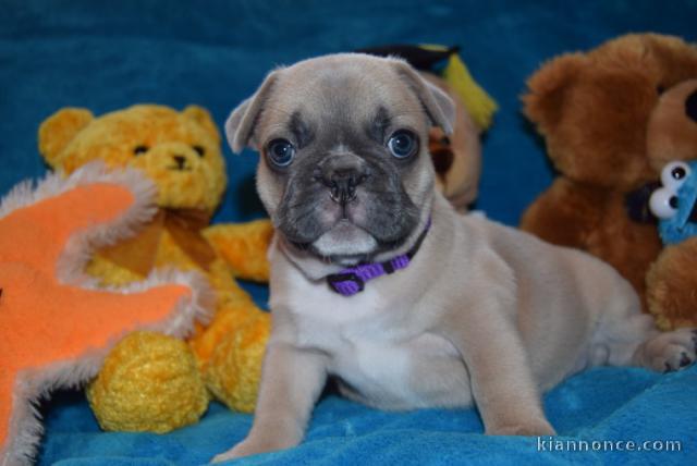 3 chiots bouledogue français