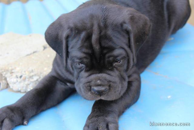 Magnifiques chiots cane corso a donner 