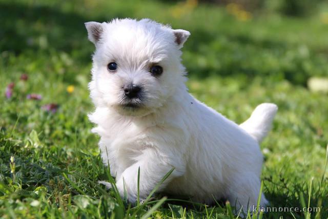 Jolis chiots White Terrier