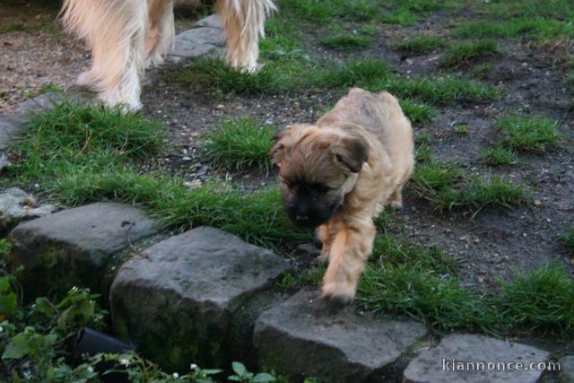 A donner chiots berger des Pyrénées