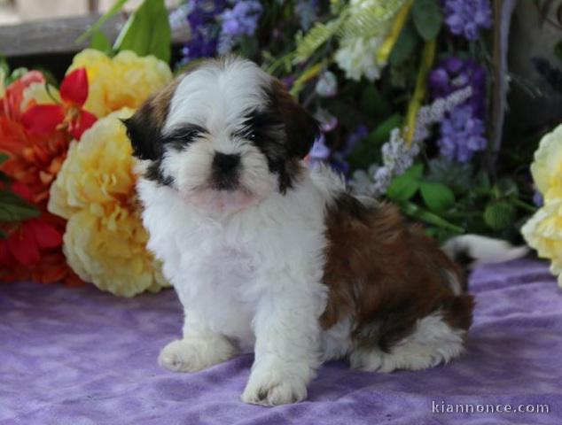 Adorable chiots SHIH TZU