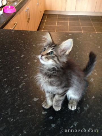 2 mâles et 3 femelles chatons norvégien