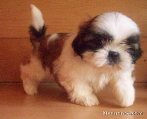 Adorable chiots SHIH TZU