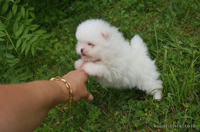 Chiots spitz nain Disponible