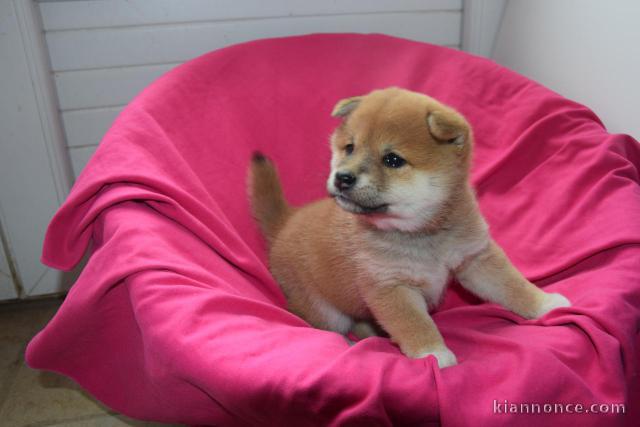 Disponible chiots shiba