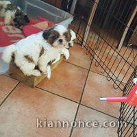 Adorable chiots SHIH TZU