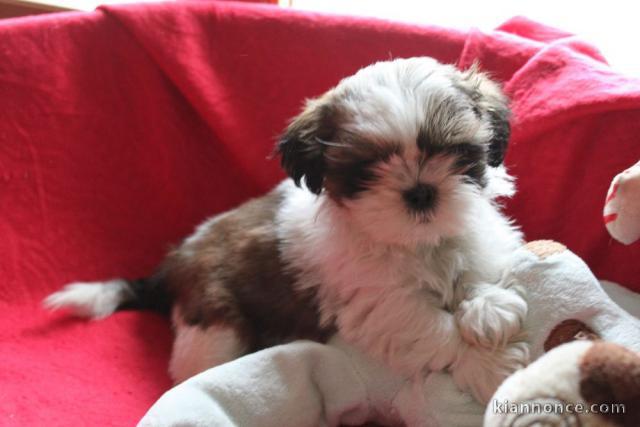 Adorable chiots SHIH TZU