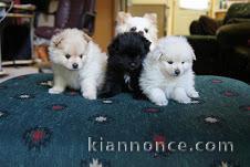 chiots type spitz nain