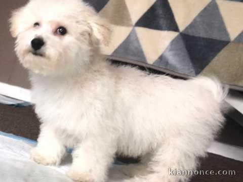 Bichon Maltais Petite Femelle A Donner