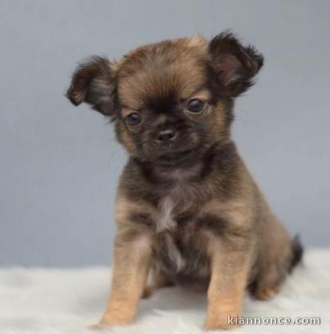 Chiots Chihuahua a donner pour adoption 