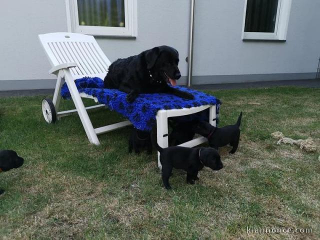 chiots  labrador  Mâle et une Femelle