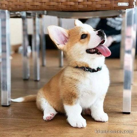 donne chiots welsh corgi pembroke