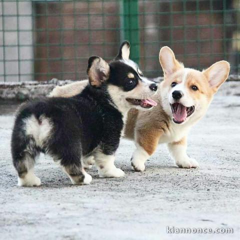 donne chiots welsh corgi pembroke