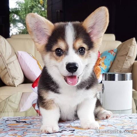 donne chiots welsh corgi pembroke