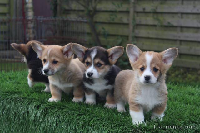 donne chiots welsh corgi pembroke