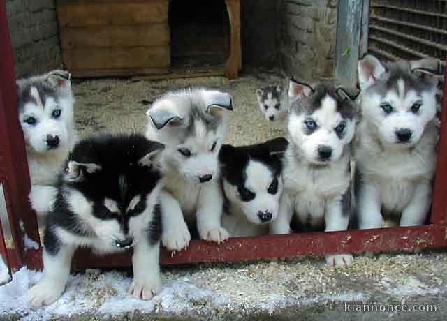 donne chiots husky de sibérie contre bon soins 