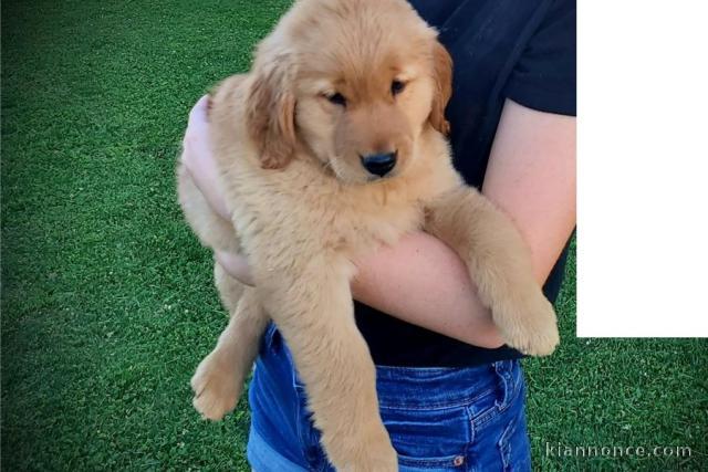 chiot golden retreiver