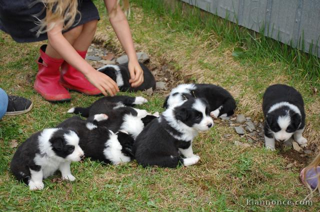 Magnifiques Chiots Border Collie Pure Race