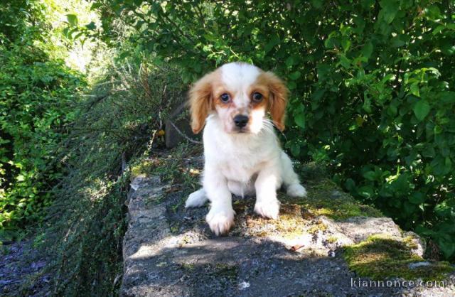 Offre adorable chiots Cavalier King Charles Spaniel pure race LOF