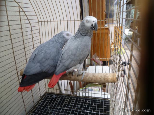 Couple de perroquets Gris du gabon