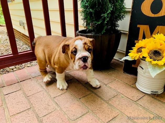 A donner chiots bulldog anglais