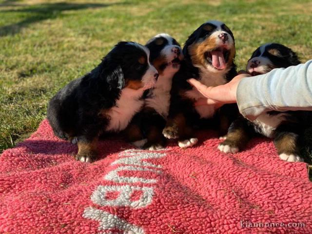 Magnifiques chiots Bouvier Bernois Pure Race