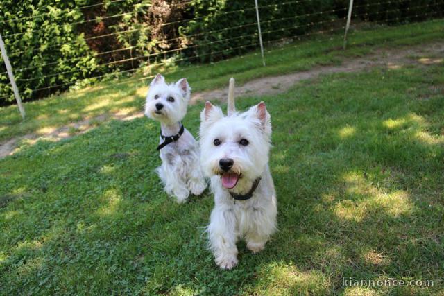 Jolis chiots White Terrier