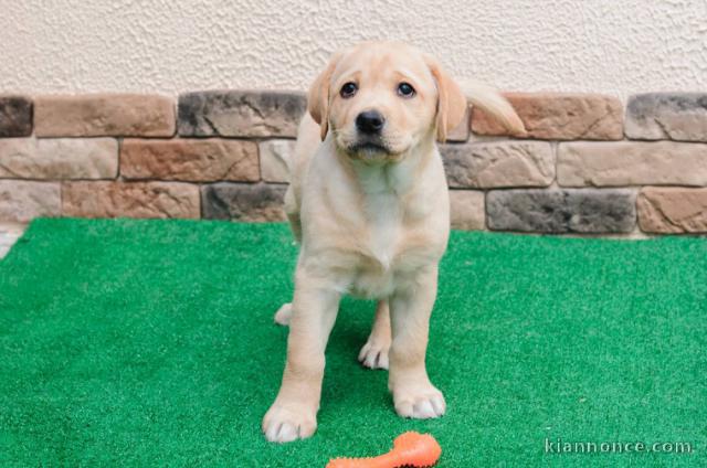 Magnifiques chiots Labrador Retriever