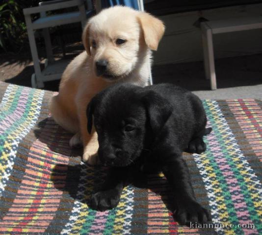 Magnifiques chiots Labrador Retriever