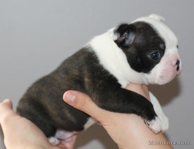 A Donner adorable Boston Terrier NON LOF