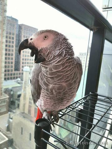 Perroquet Gris du Gabon