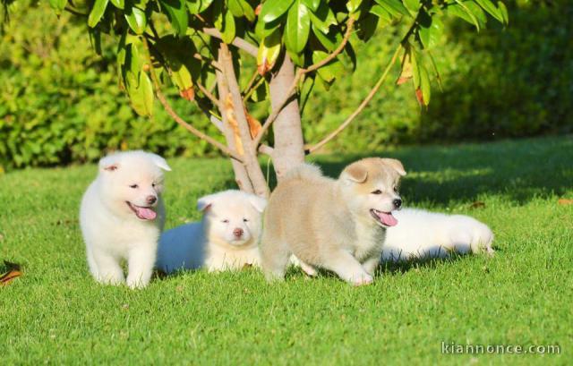 Chiots de race Akita inu