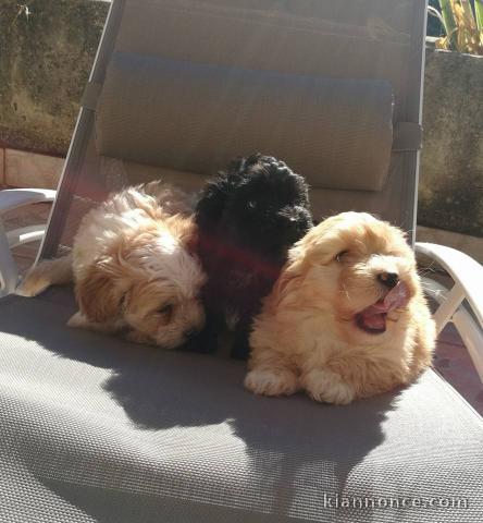 chiots bichon havanais