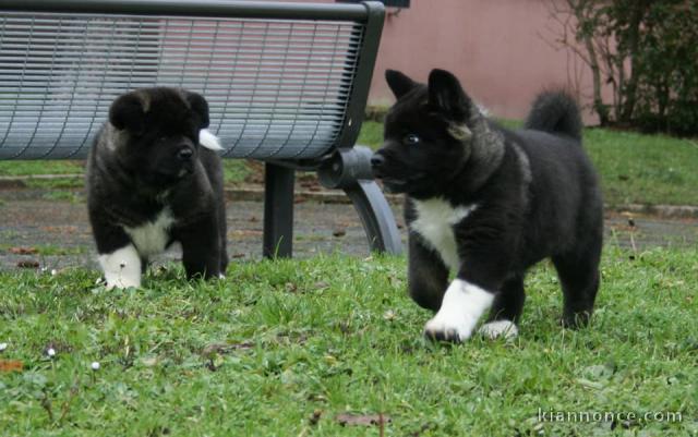 Chiots de race Akita américain