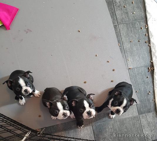 Chiots Boston terrier