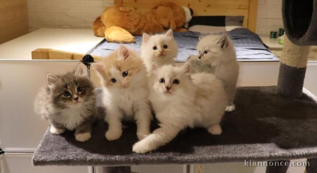   CHATONS SIB?RIENS EN SAVOIE